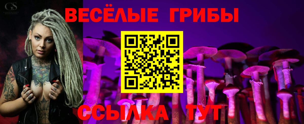Галлюциногенные грибы Psilocybe Махачкала